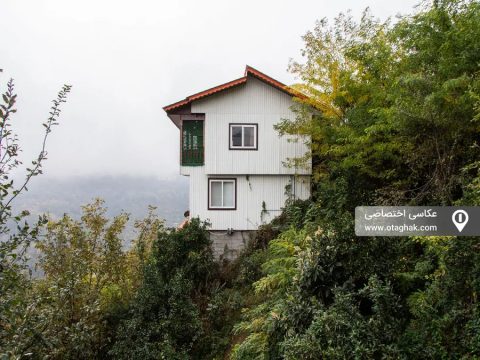 جنگلی صادقی
