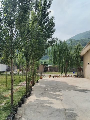 پرواز (واحد بنفشه)